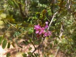 Gelrebia glandulosopedicellata