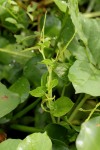 Peperomia pellucida