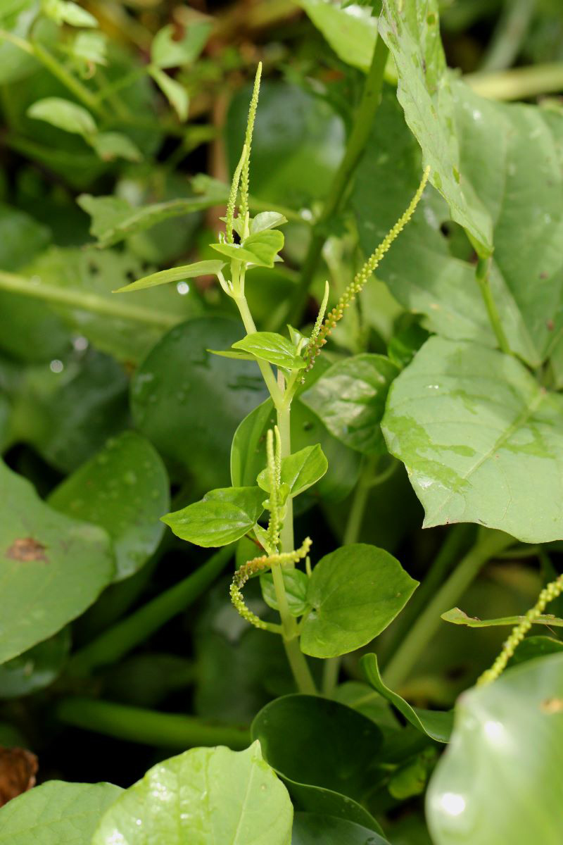 Peperomia pellucida