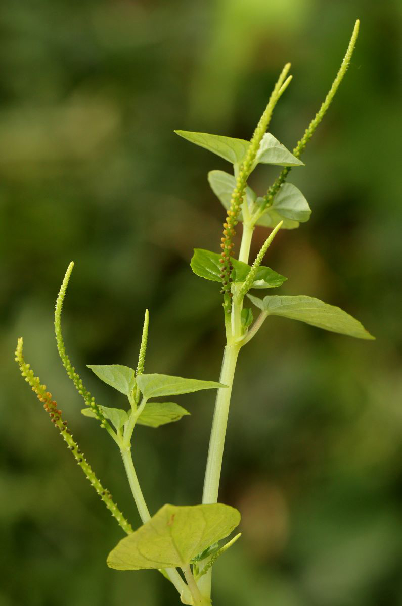Peperomia pellucida