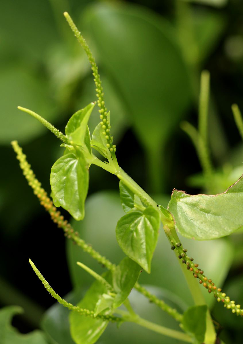 Peperomia pellucida