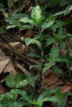 Coleotrype laurentii