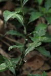 Coleotrype laurentii