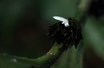 Coleotrype laurentii