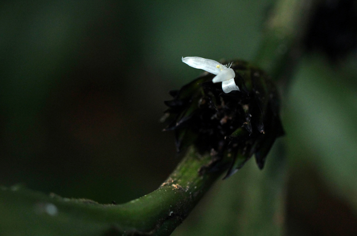 Coleotrype laurentii