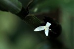 Coleotrype laurentii