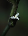 Coleotrype laurentii