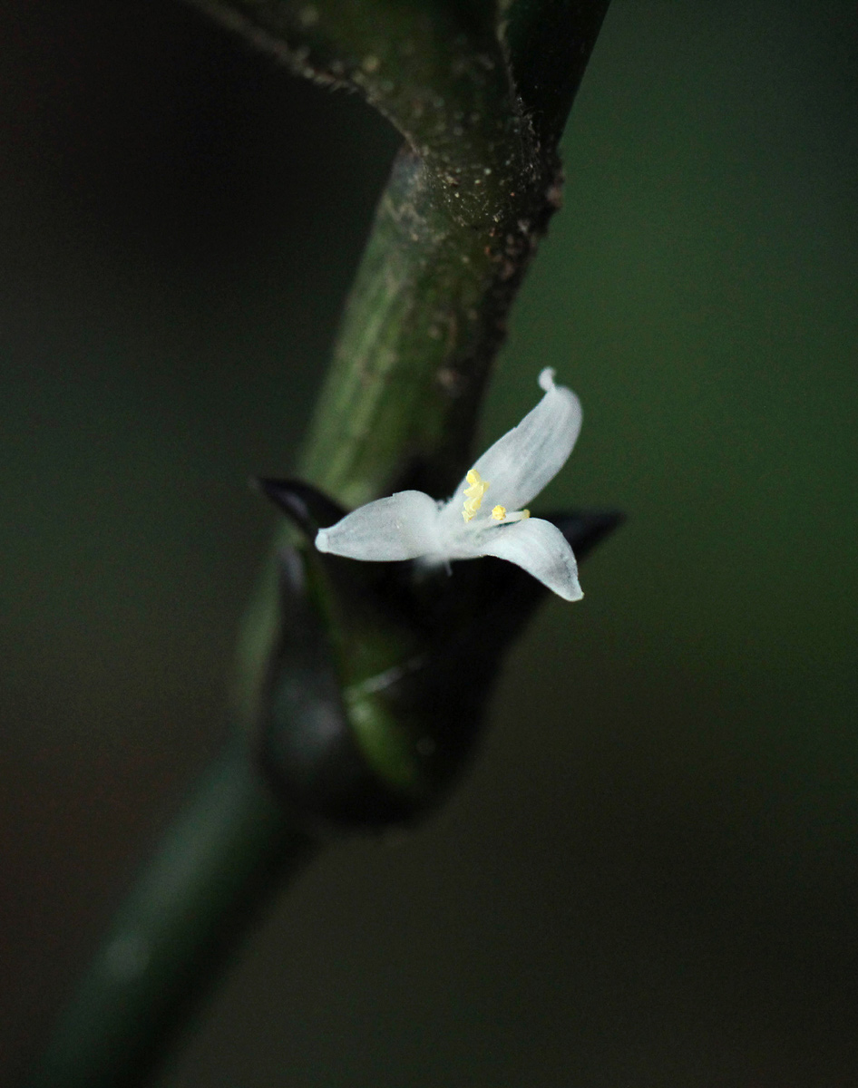 Coleotrype laurentii