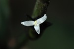Coleotrype laurentii