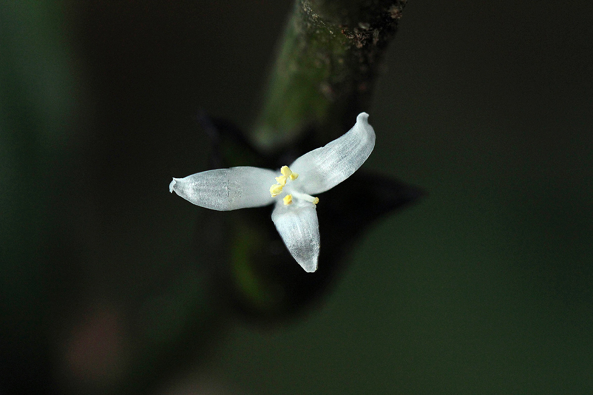 Coleotrype laurentii