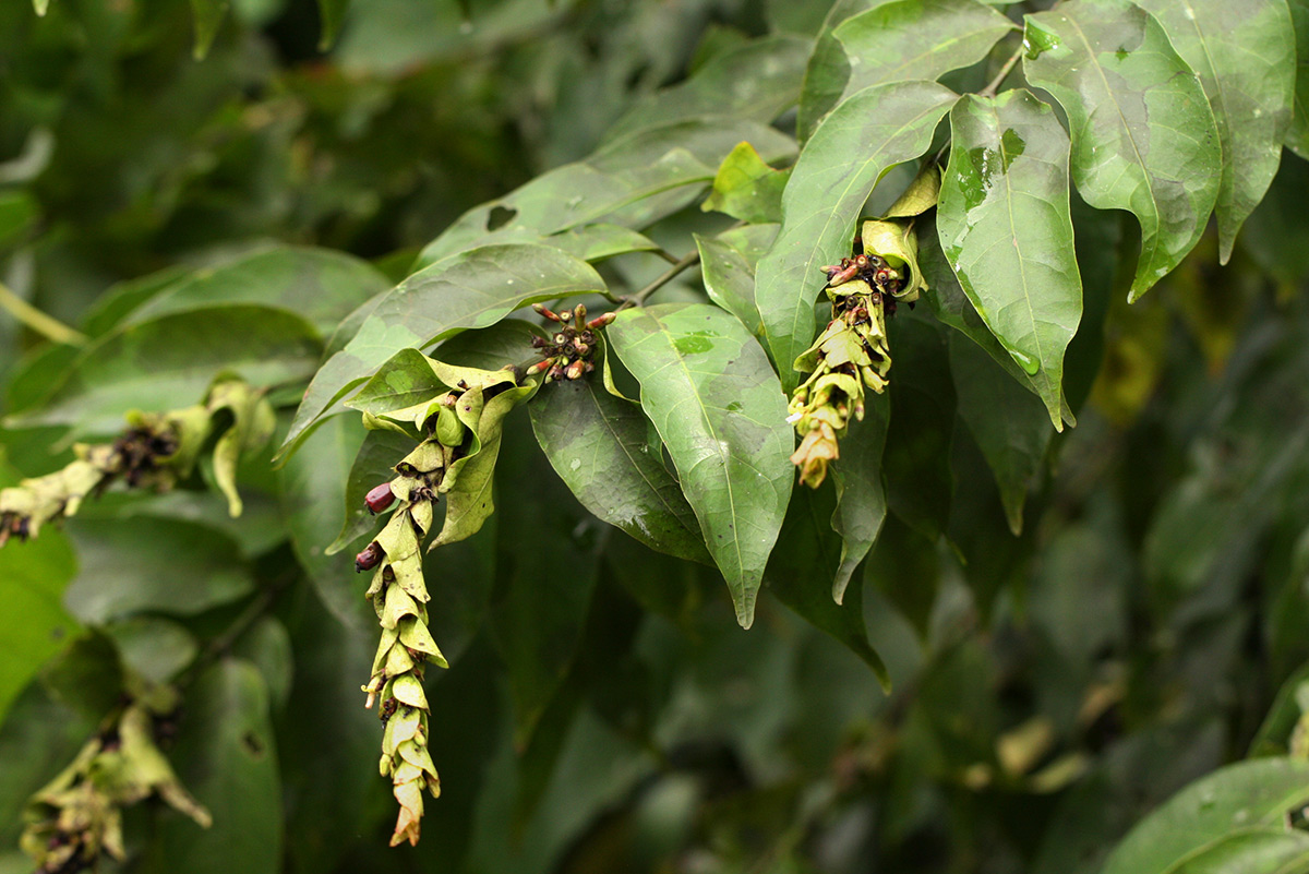 Pouchetia baumanniana