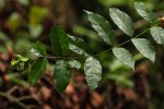 Pouchetia baumanniana