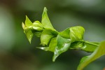 Pouchetia baumanniana
