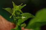 Pouchetia baumanniana