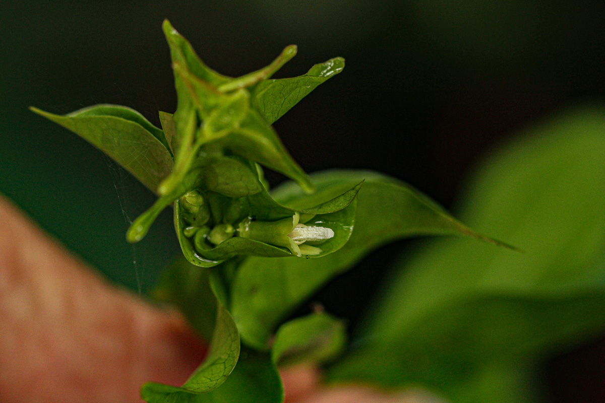 Pouchetia baumanniana