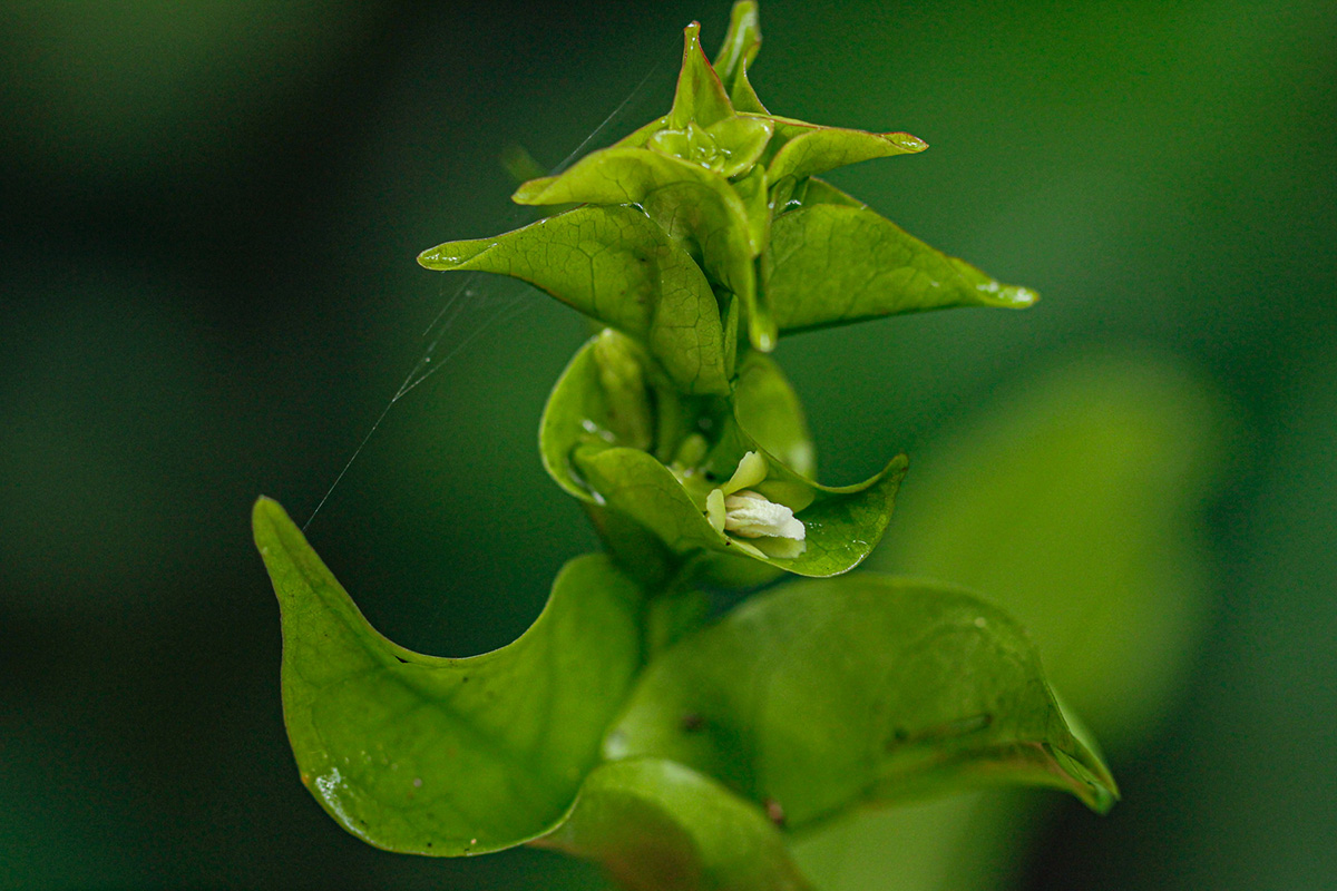 Pouchetia baumanniana