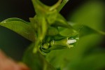 Pouchetia baumanniana