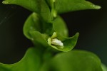 Pouchetia baumanniana