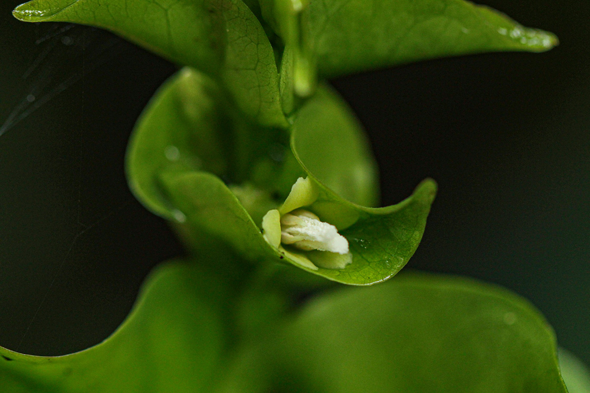 Pouchetia baumanniana