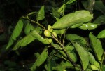Strombosiopsis tetrandra