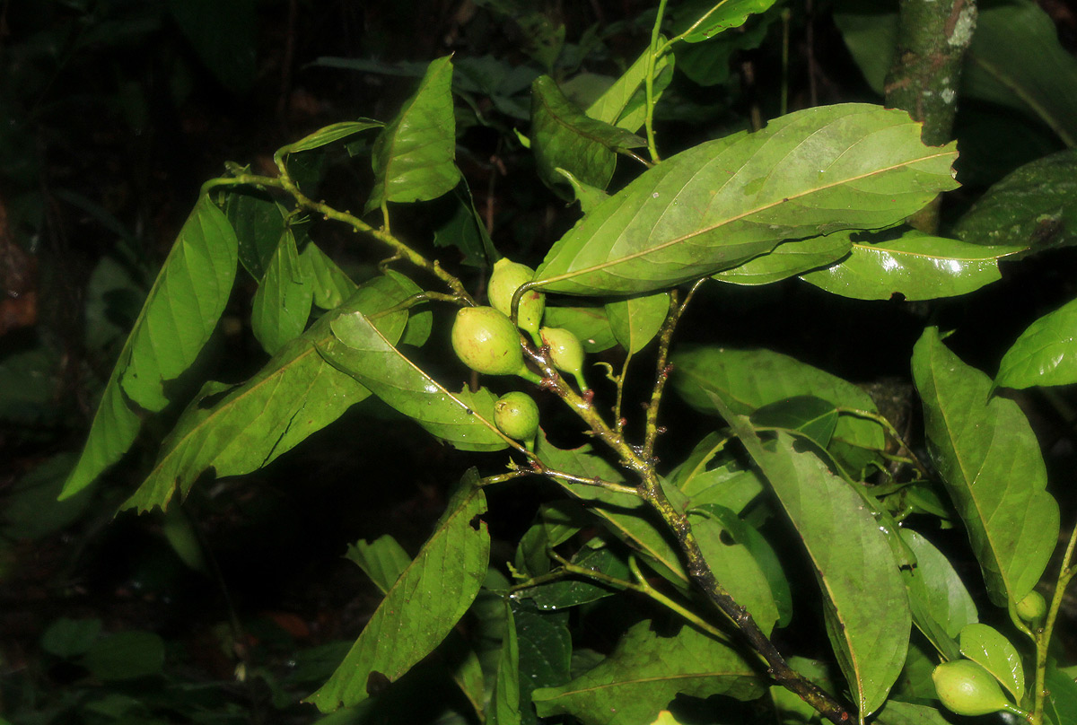 Strombosiopsis tetrandra