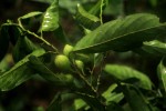 Strombosiopsis tetrandra