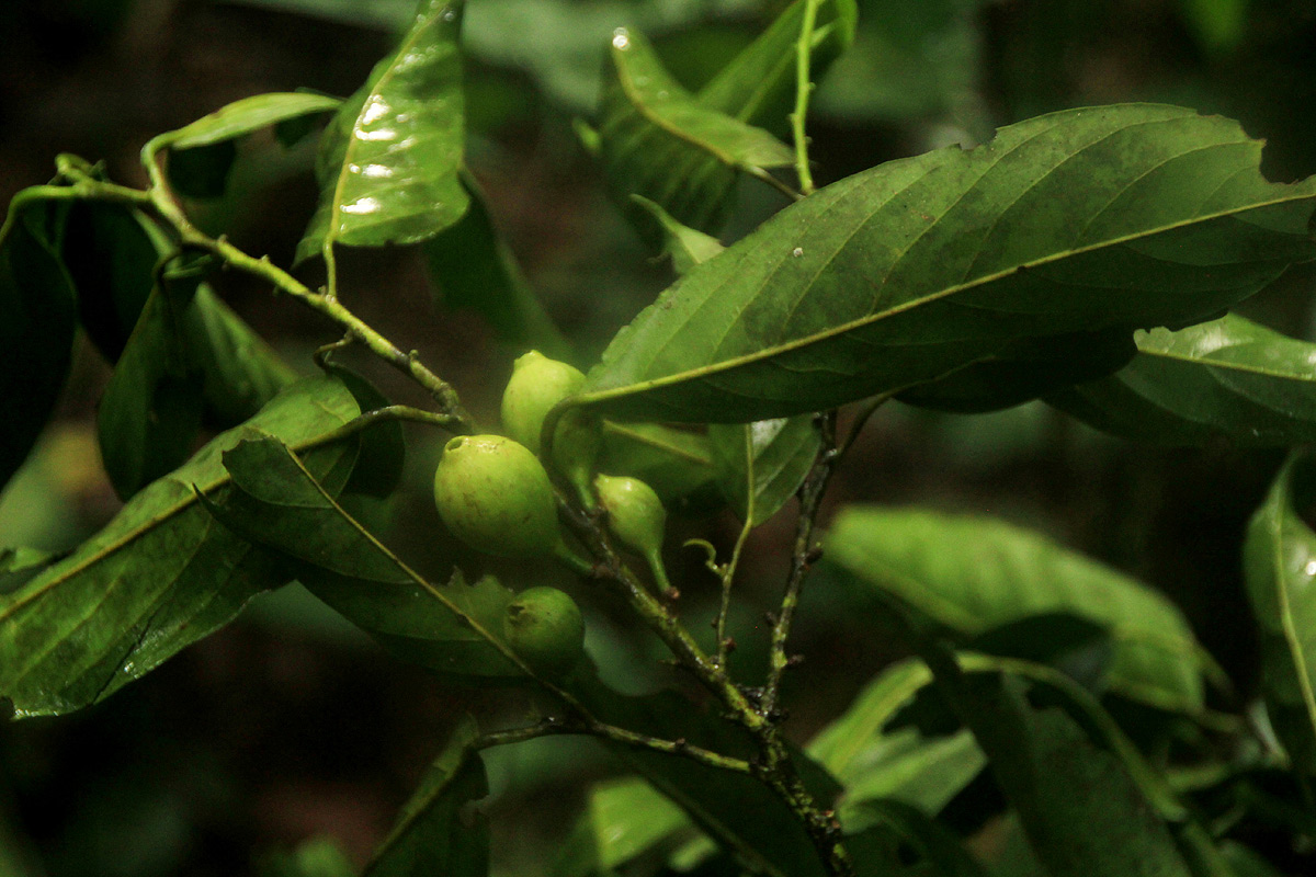 Strombosiopsis tetrandra
