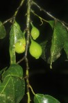 Strombosiopsis tetrandra