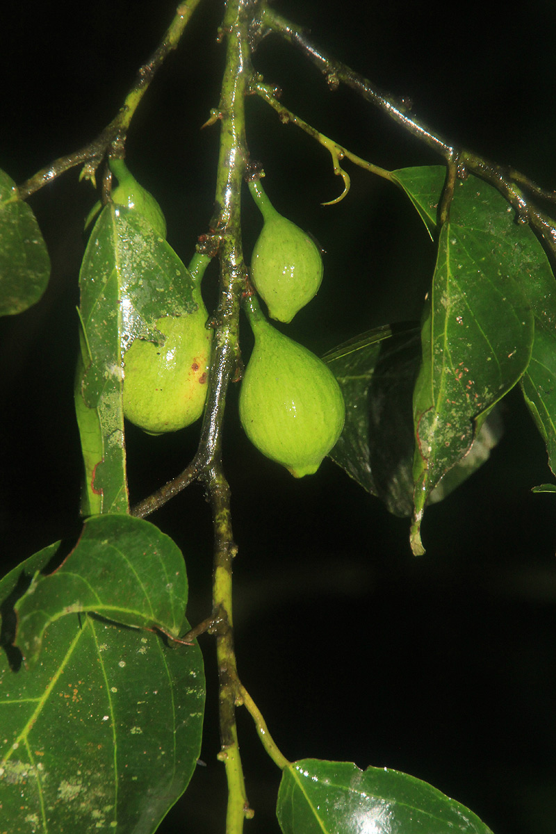Strombosiopsis tetrandra