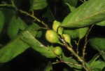 Strombosiopsis tetrandra
