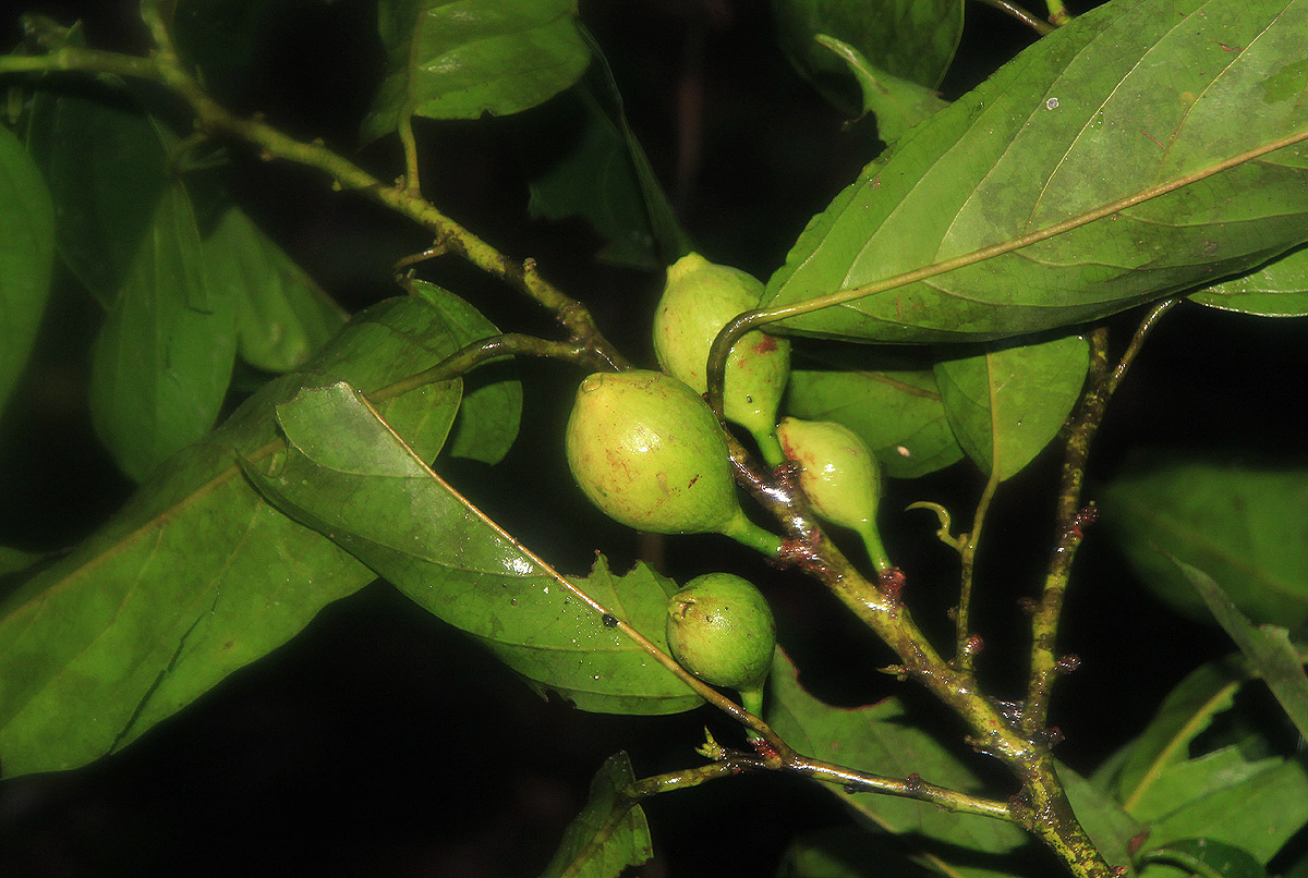 Strombosiopsis tetrandra