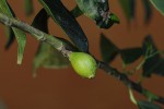 Strombosiopsis tetrandra