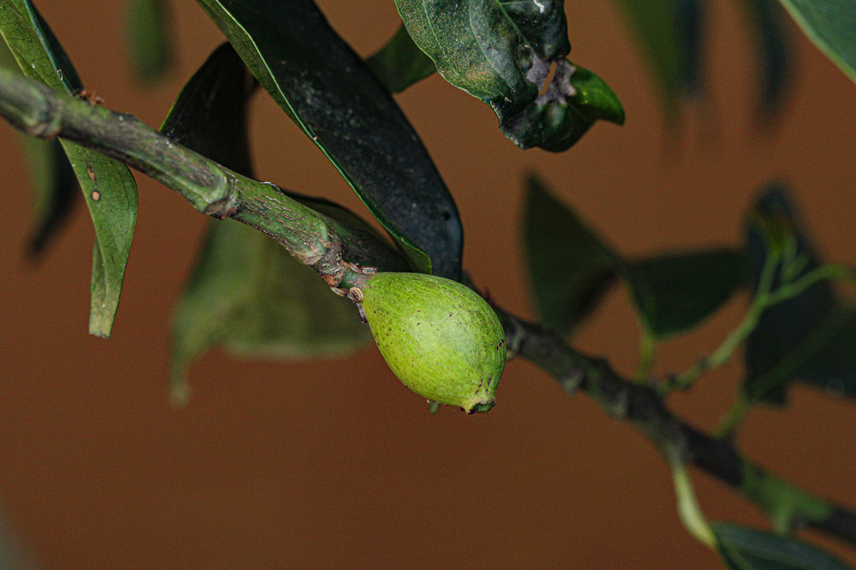 Strombosiopsis tetrandra