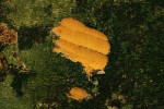 Scorodophloeus zenkeri