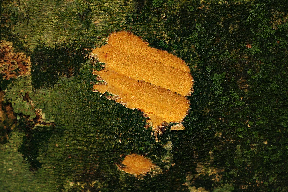 Scorodophloeus zenkeri