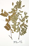 Scorodophloeus zenkeri