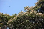 Tessmannia anomala var. anomala
