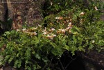 Tessmannia anomala var. anomala