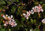 Tessmannia anomala var. anomala