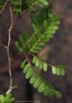 Tessmannia anomala var. anomala