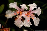 Tessmannia anomala var. anomala