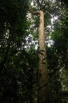 Gilbertiodendron dewevrei