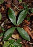 Gilbertiodendron dewevrei