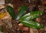Gilbertiodendron dewevrei