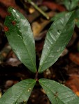 Gilbertiodendron dewevrei