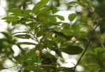 Hua gabonii
