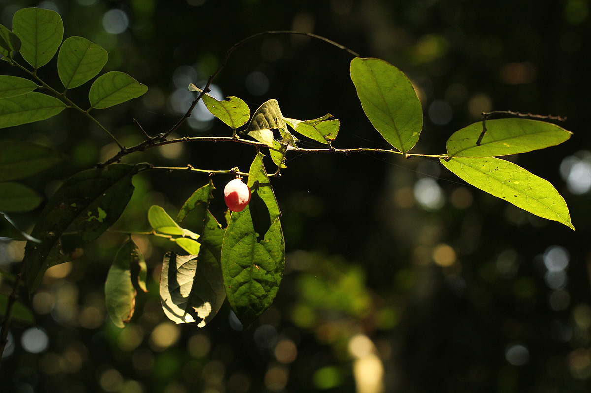 Hua gabonii