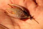 Hua gabonii