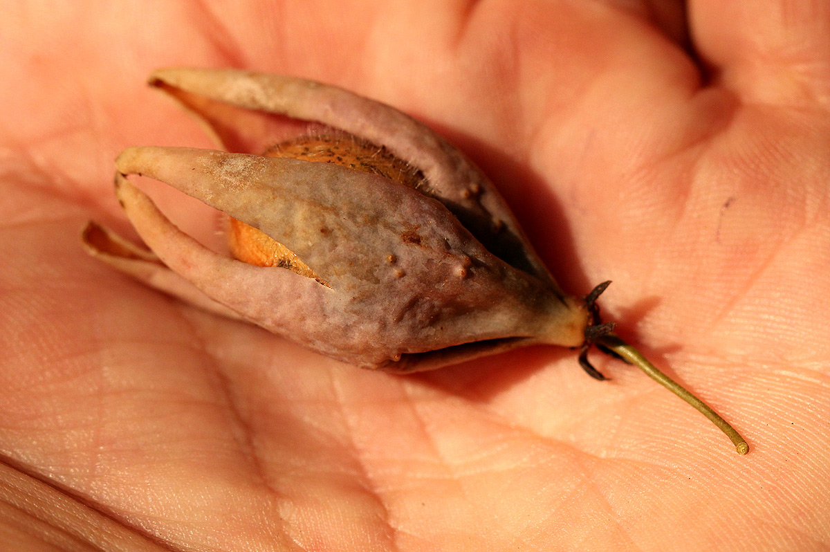 Hua gabonii