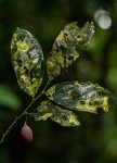 Hua gabonii
